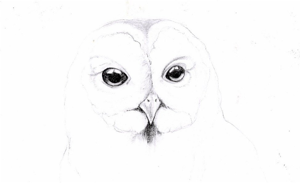 Graphite study 02