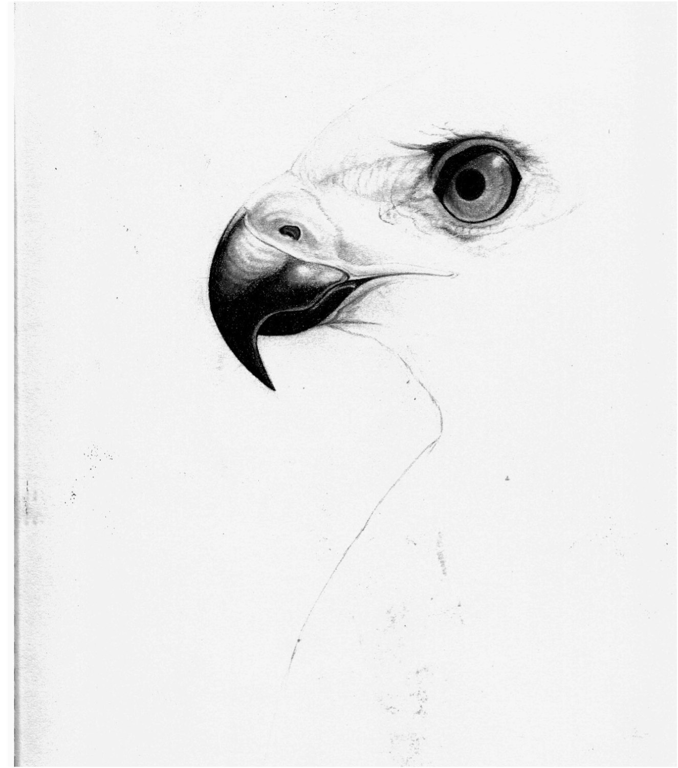 Graphite study 01